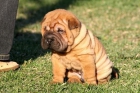 shar pei, preciosos cachorros - mejor precio | unprecio.es