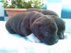 staffordshirre bull terrier - mejor precio | unprecio.es