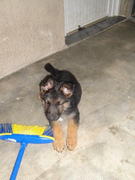 VENDO CACHORRO DE PASTOR ALEMAN CON PEDIGRIE ES MACHO