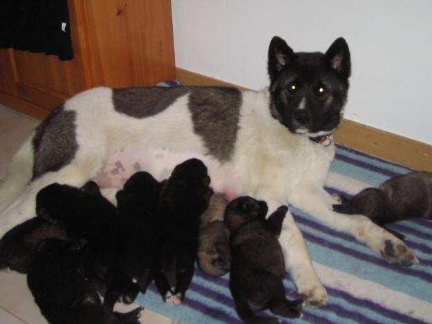 Vendo cachorros de akita americano