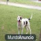 venta de pitbull 667963762(antonio) - mejor precio | unprecio.es