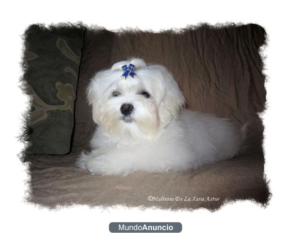 Cachorrito pequeño de Bichón Maltés