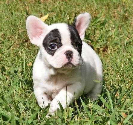 4 CACHORROS DE BULLDOG FRANCES REGALO