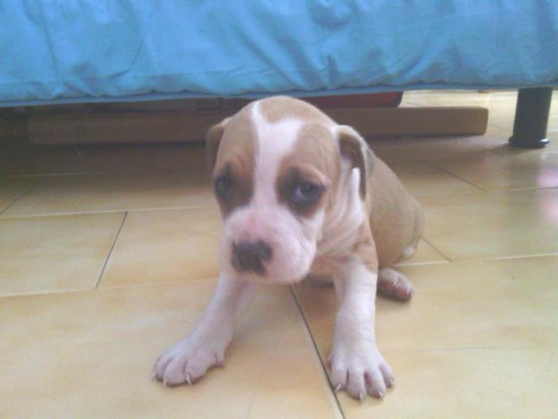 american pit bull terrier (pitbull)