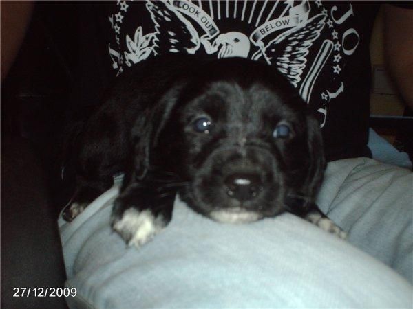 Cachorrito de labrador