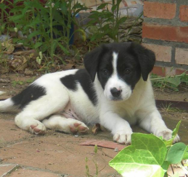 Cachorro tamaño grande busca hogar