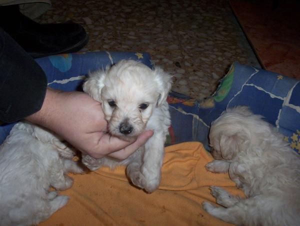 CACHORROS DE CANICHE TOY