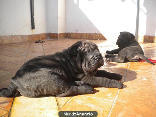 cachorros de shar pei