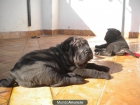 cachorros de shar pei - mejor precio | unprecio.es