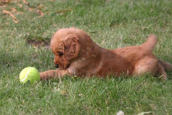 Golden Retriver Macho