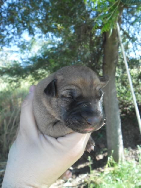 Regalo cachorros de Galgo y Labrador