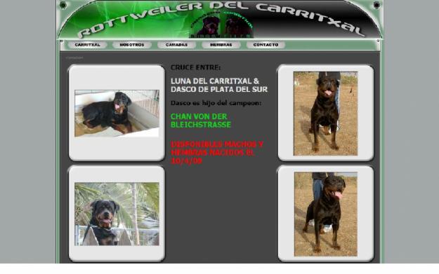 ROTTWEILER DEL CARRITXAL-CAMADA DISPONIBLE