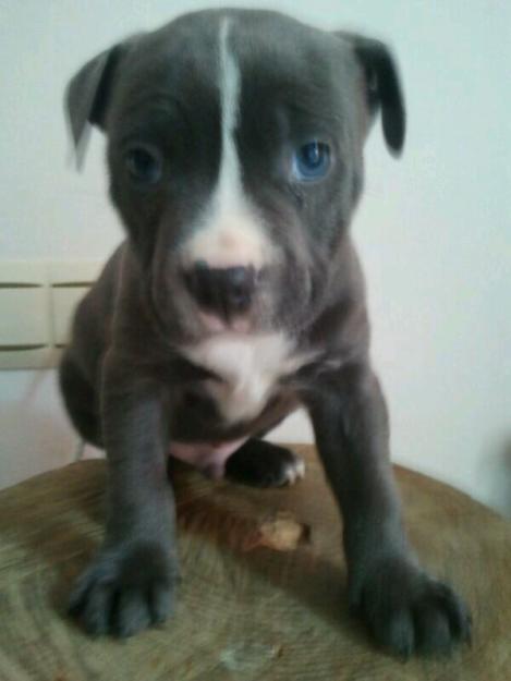 venta pitbull blue