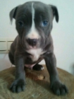 venta pitbull blue - mejor precio | unprecio.es