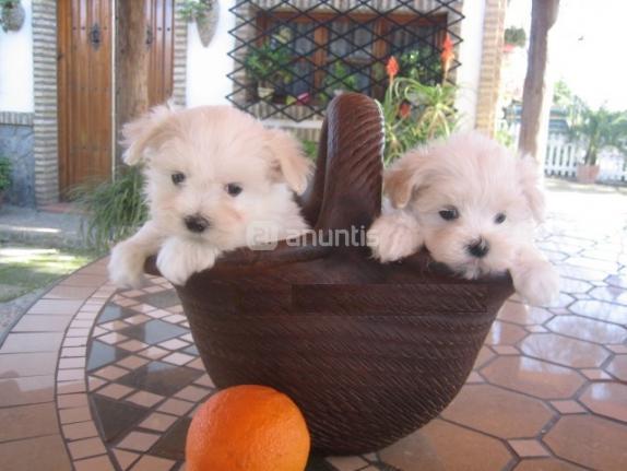 bichon maltes cachorros para adopcion