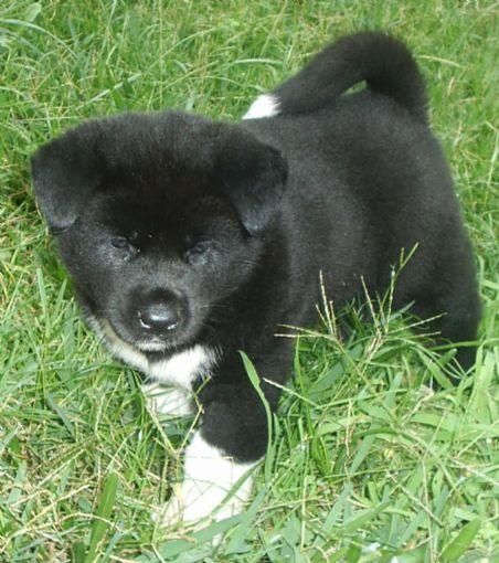 cachorros akita americano en venta