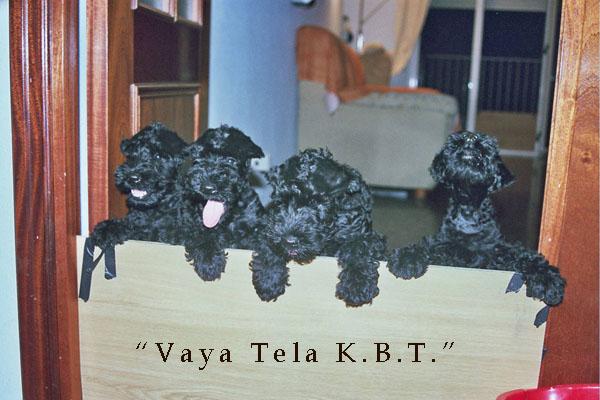 CAMADA DE KERRY BLUE TERRIER - www.vayatelakbt.com