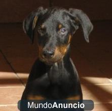 Camada Doberman