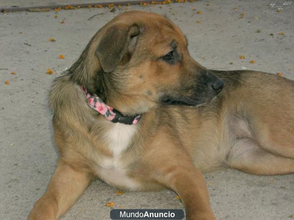 CHARLIE Y PATAS cachorrines en busca de una familia