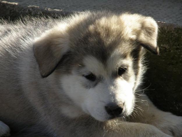 Excelente camada Alaskan malamute