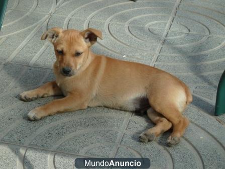 LUKE, CACHORRITO 3 MESES EN ADOPCION