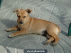 LUKE, CACHORRITO 3 MESES EN ADOPCION - mejor precio | unprecio.es