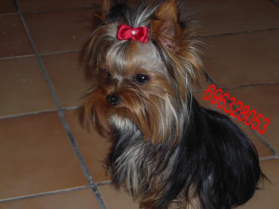 yorkshire terrier