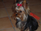 yorkshire terrier - mejor precio | unprecio.es