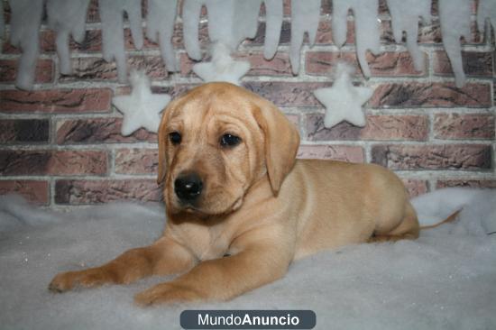 Cachorros de labrador , pídetelo