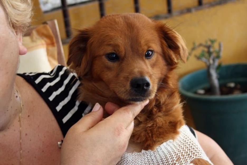 HIPOLITO, perrito falderito en adopción