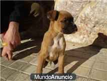 Boxer de raza con pedigree de calidad