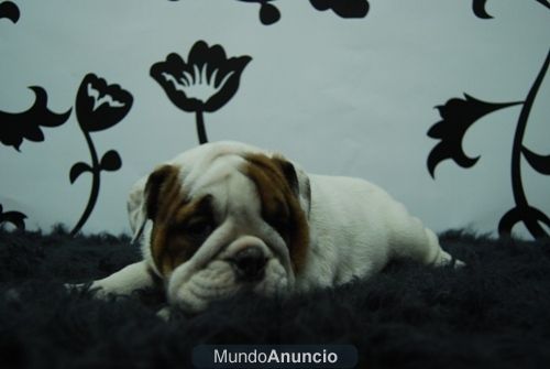 Bulldog Ingles Camada Hembras disponibles