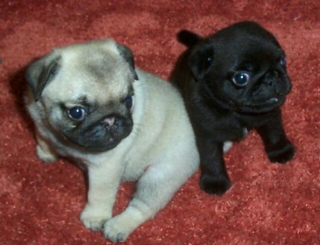 Cachorritos De Carlino para usted