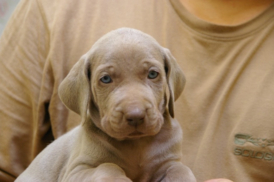 Cachorros braco de weimar con pedigree excelente.