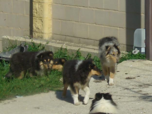 Cachorros de Collie