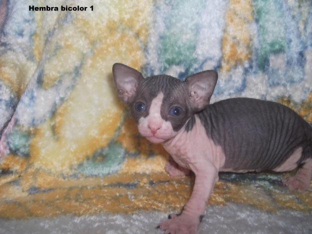 Camada gatos sphynx