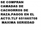 COMPRO CAMADAS COMPLETAS DE CACHORROS.PAGOS EN EL ACTO - mejor precio | unprecio.es