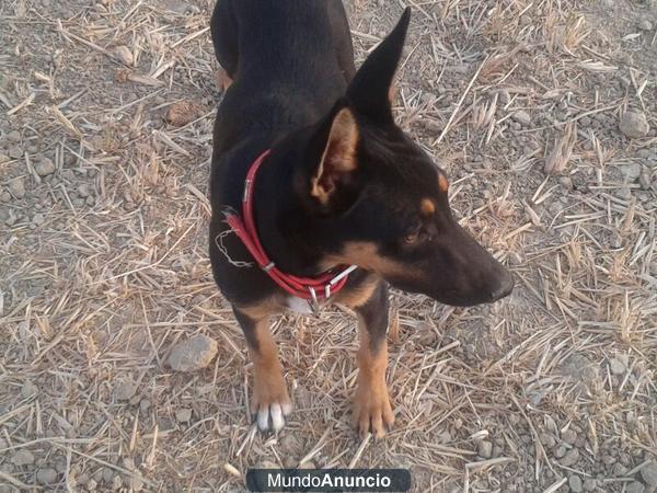 LOLA, cachorrita de 6 meses busca un nuevo hogar