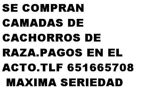 SE COMPRAN CAMADAS DE CACHORROS DE RAZA.PAGOS EN EL ACTO