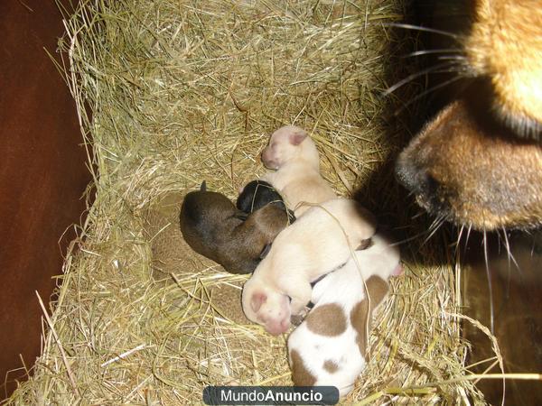 se regalan cachorros