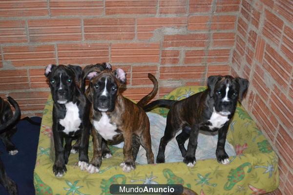 Vendo 3 cachrros hembras de boxer