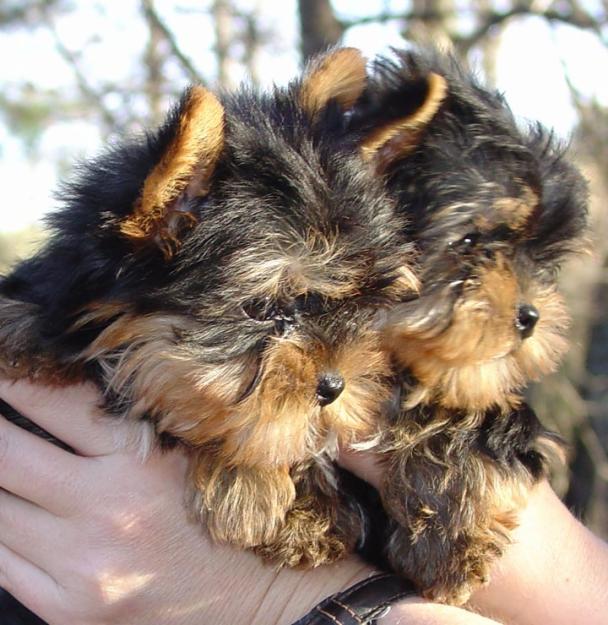 bien entrenados Yorkshire terrier cachorro para su aprobación