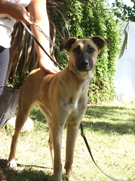 Cachorra cruce de mastin y pastor belga en adopcion