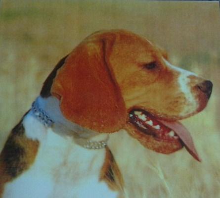 cachorros de beagle