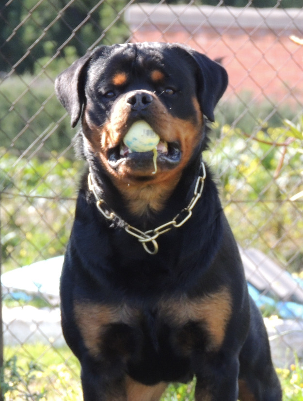 Cachorros disponibles Calvijar rottweilers