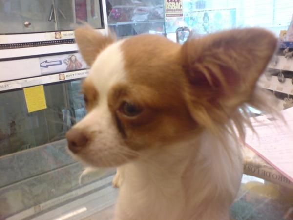 Chihuahua de pelo largo en venta cachorritos