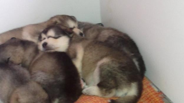 Excelentes cachorros de Alaskan Malamute