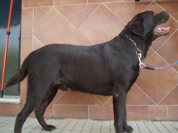 labrador de color chocolate se ofrece para montas