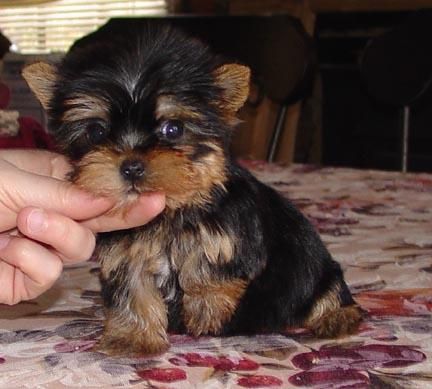 Pendientes cachorros Yorkshire terrier para ti 90