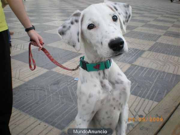 Se da en adopcion cachorro cruce de dálmata